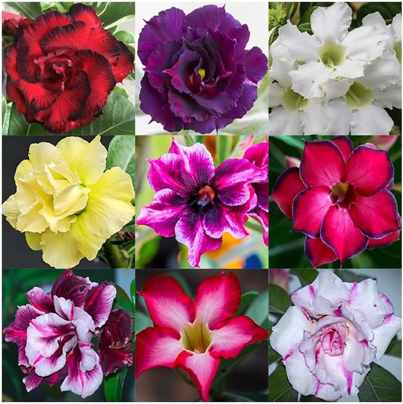 100 Desert Rose Seeds for Planting Mixed Color Ready Adenium Seeds, Natural