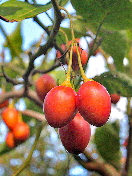 Solanum betaceum SWEET RED FORM – TREE TOMATO Fruit Seeds