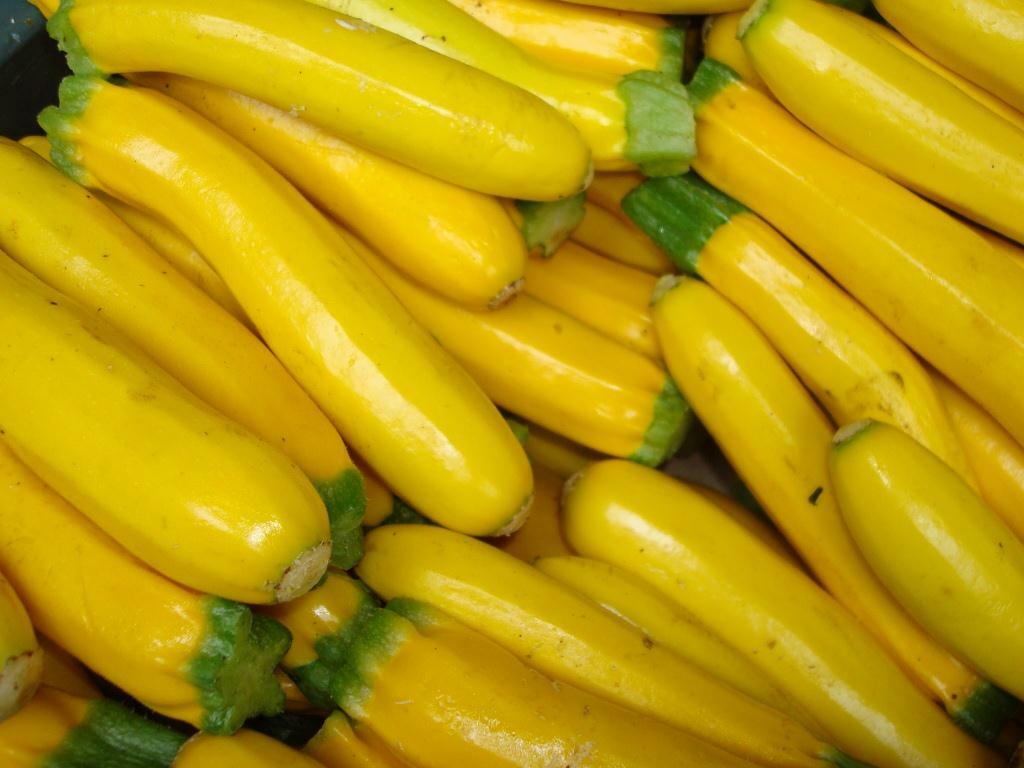 Squash Seeds Golden Zucchini 25 Ct Summer Vegetable NON-GMO USA FREE SHIPPING