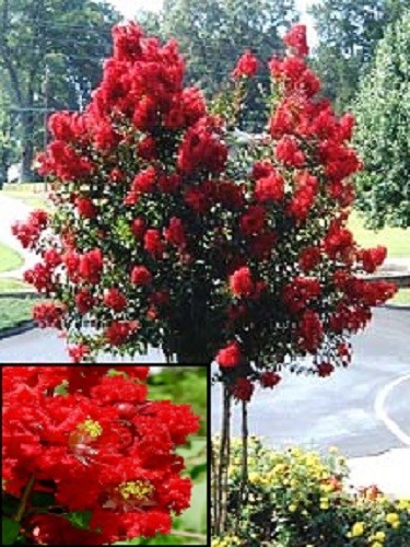 35+ RED CRAPE MYRTLE TREE /SHRUB /FLOWER SEEDS / DROUGHT TOLERANT PERENNIAL