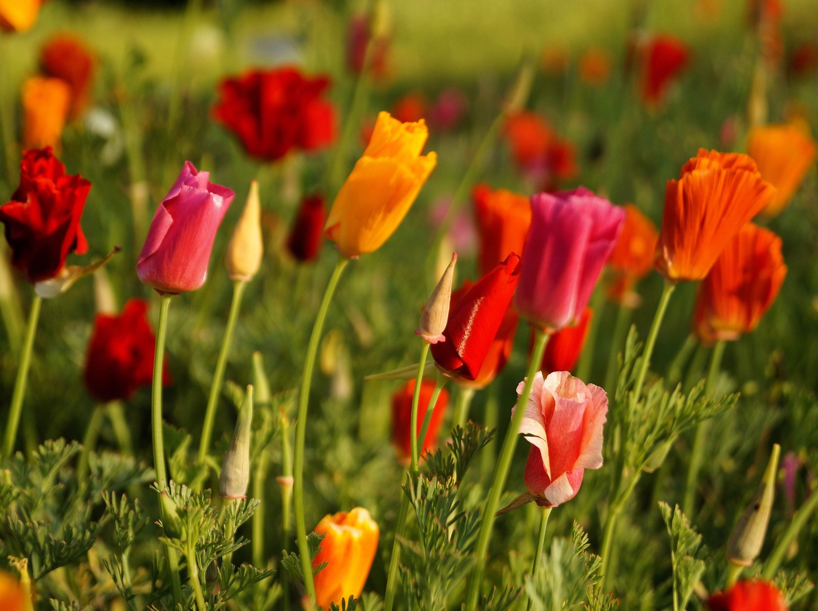 1000 MIXED Colors CALIFORNIA POPPY Eschscholzia Californica Flower Seeds