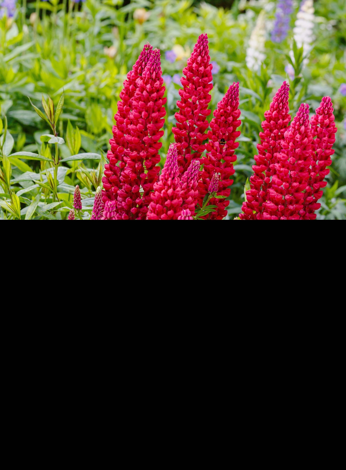 25 RED LUPINE ‘MY CASTLE’ Lupinus Polyphyllus Scarlet Russell Lupin Flower Seeds