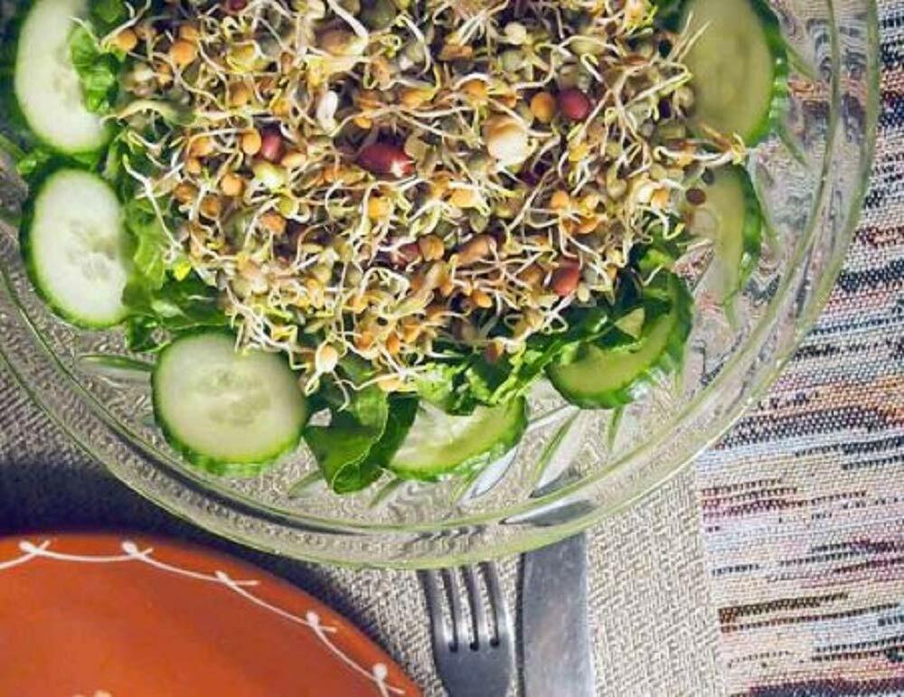 Green Lentil Seeds for Sprouting Microgreens, COOL BEANS N SPROUTS