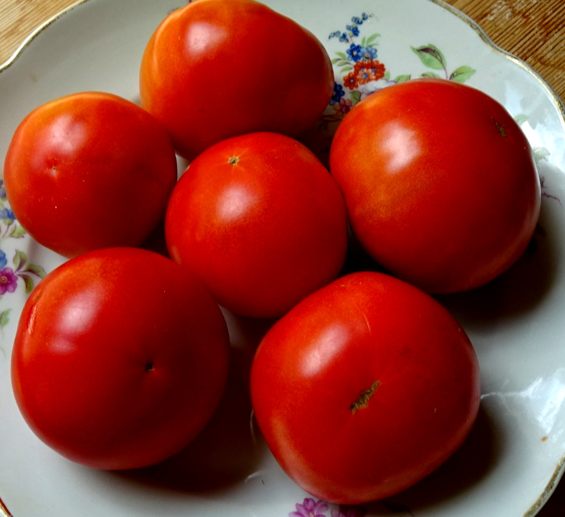 Silvery Fir Tree Tomato 15+ Seeds Early Red Organic Heirloom Dwarf from 2025