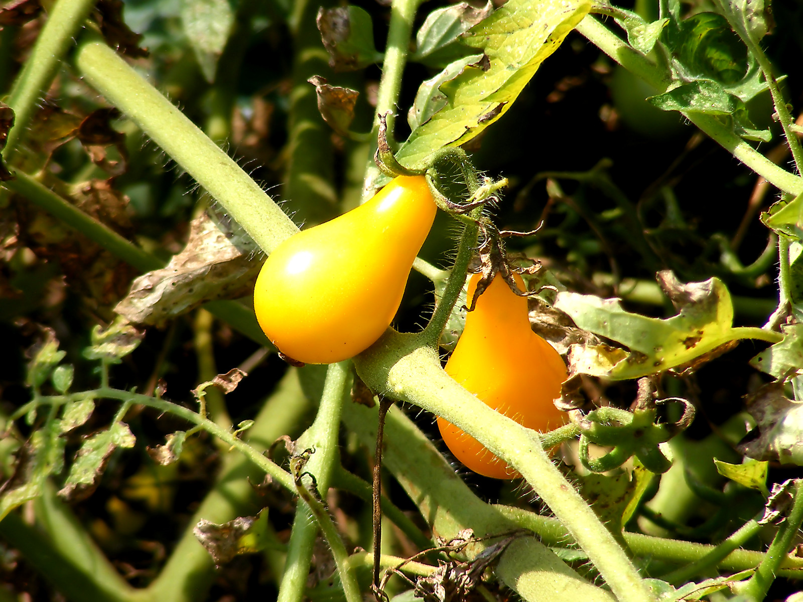 0.1 gram or 70+ Yellow Pear Tomato seeds. OG/OP. One of the first heirlooms!