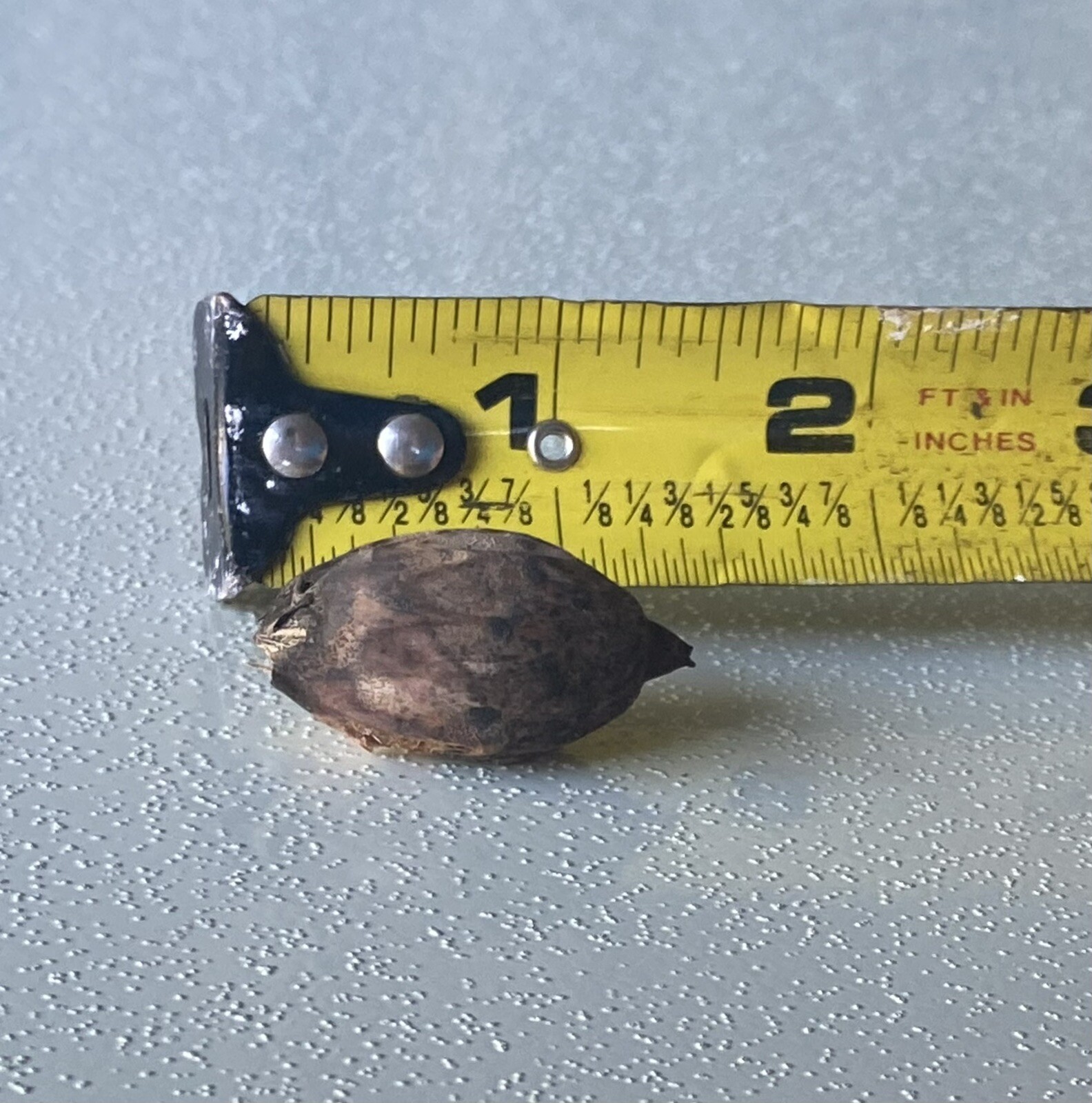 15 Seeds Christmas Manila Palm Tree Adonidia merrillii live tropical plants