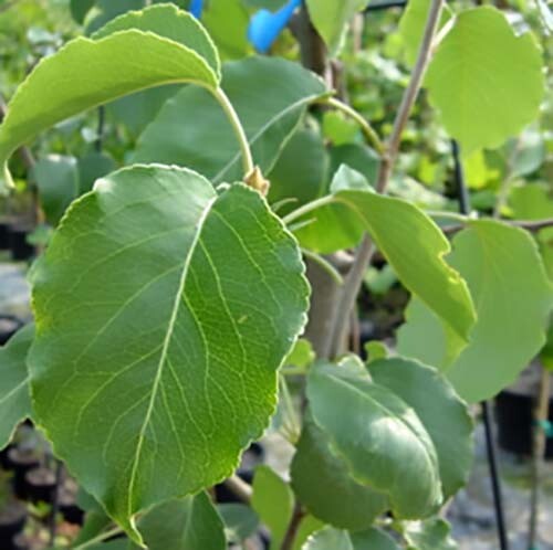 Bradford Pear, (Callery Pear), Pyrus calleryana, Tree Seeds