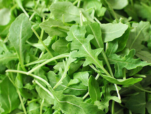 Scarborough Seeds Organic Arugula Slow Bolt 1000 Seeds NON-GMO