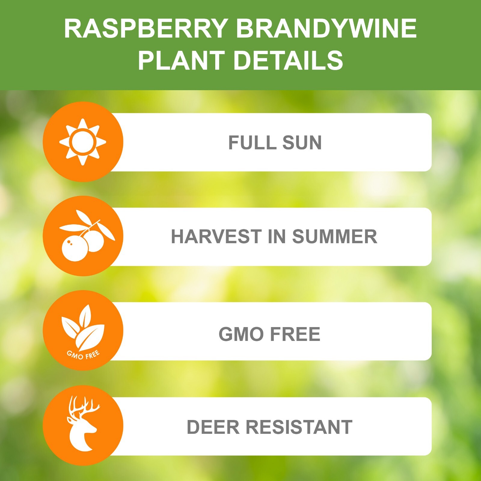 Garden State Bulb Brandywine Raspberry Bare Root for Spring Planting, Non-GMO