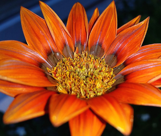 GAZANIA KISS BRONZE Gazania Rigens – 100 Bulk Seeds