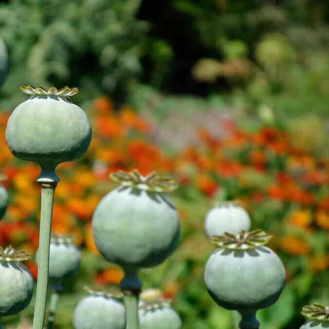 1,000 Seeds – Ultimate Mixed Poppy Seed – P. Somniferum – 10 Beautiful Varieties