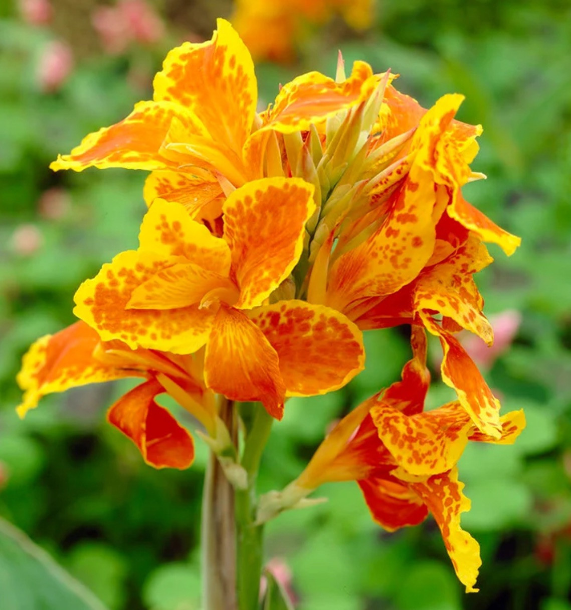 3 Orange Yellow Spotted Canna Tuber Rhizome Bulb Green Leaf Large Cannas Flowers