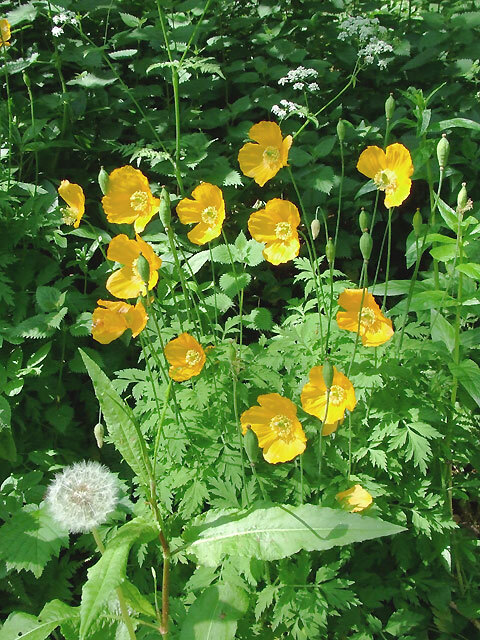 WELSH POPPY, 154+ SEEDS, ORANGE OR YELLOW FLOWERS BLOOMING IN SHADE, USA SELLER