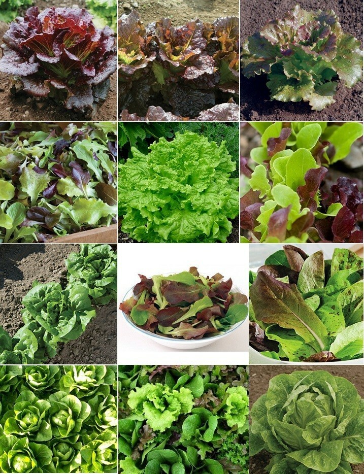 6 PACK LETTUCE SEED COLLECTION ~ heirloomseedguy ~ 2026 ~ NON-GMO