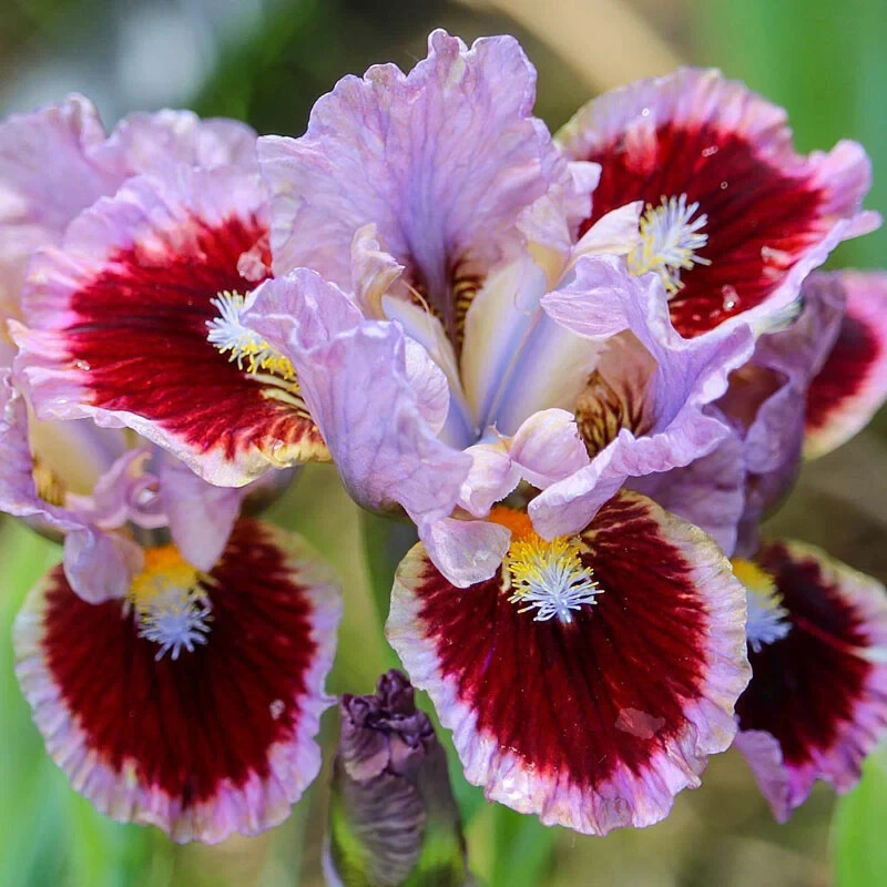 Sun Devil Bicolor Bearded Iris Rhizome, Yellow & Purple Flowering Plant, Root