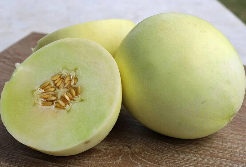 Earli Dew Honeydew Melon 50 Seeds (Treated) – Musk Muskmelon Earlidew HYBRID