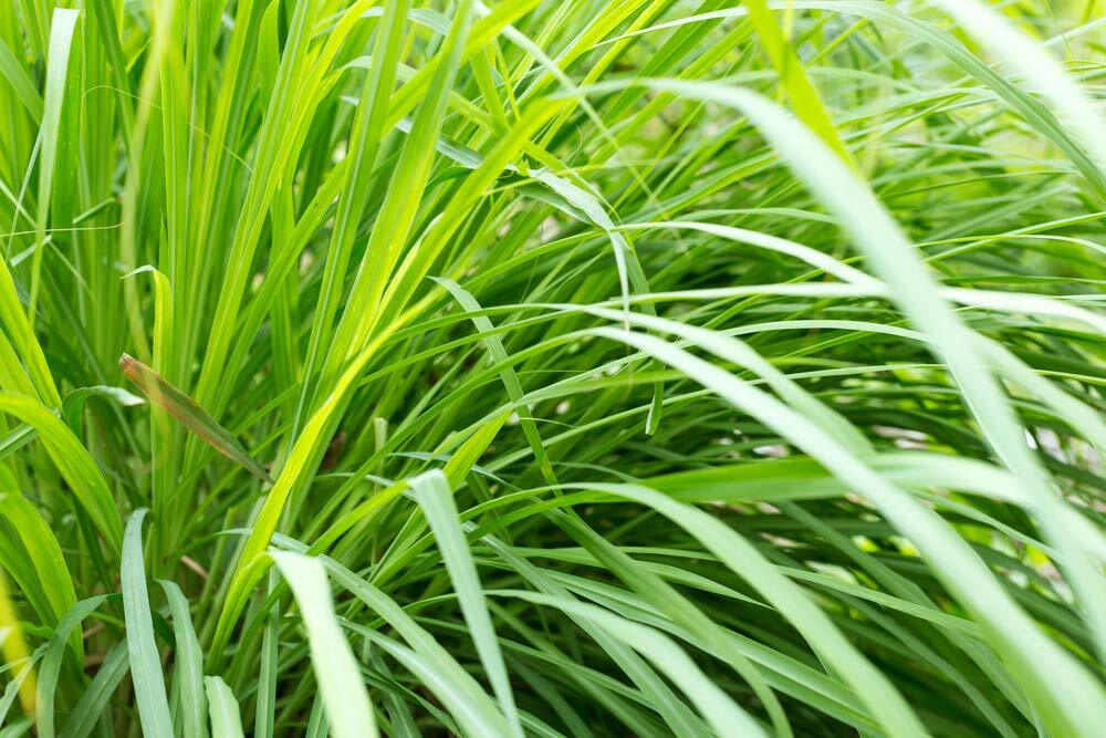 Lemongrass Seeds – 100 Seeds – Popular Essential Oil and Edible – Ships from Iow