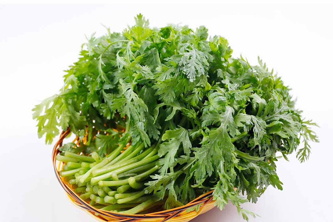 1000+ seeds Shungiku, chrysanthemum,Tong Ho ,Tan Ngo, Cai Cuc, Tan O 虎耳大葉茼蒿seeds
