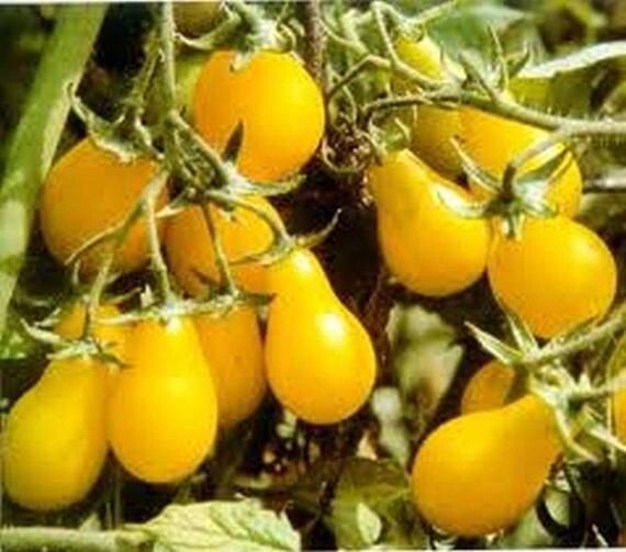 120+ Yellow Pear Tomato Seeds — Heirloom — NON GMO — FRESH