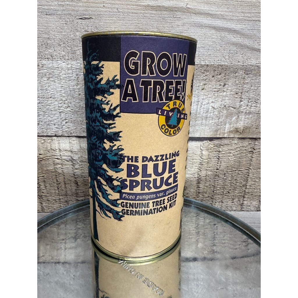 Blue Spruce Germination Kit Easy Grow Cold Resistant Outdoor Plant