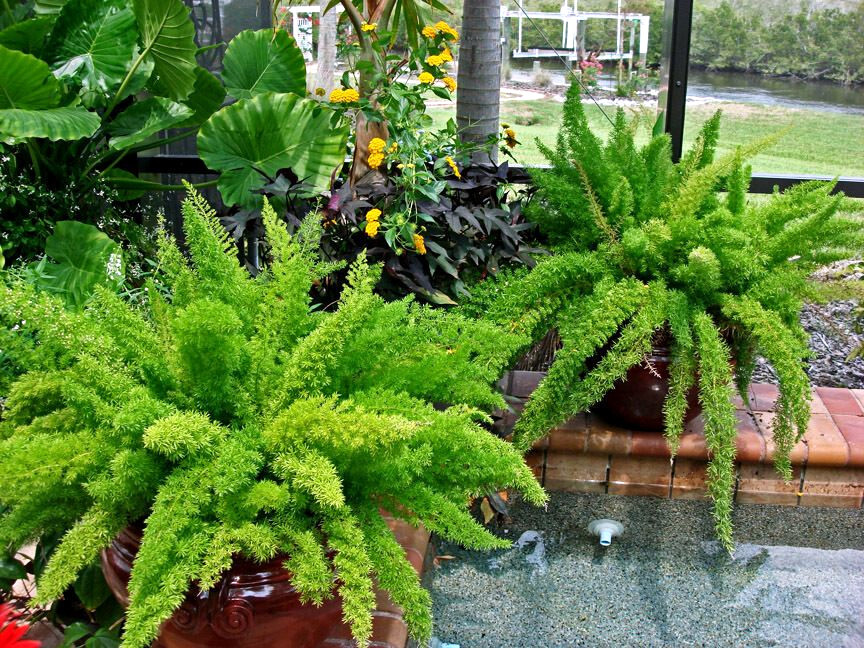 100 ASPARAGUS FOXTAIL FERN Seeds Myers Houseplant Tropical Flower Garden RARE!