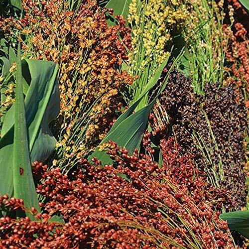 Multi-Colored Broom Corn Seeds – High yields of Beautiful Straw Very Beautiful