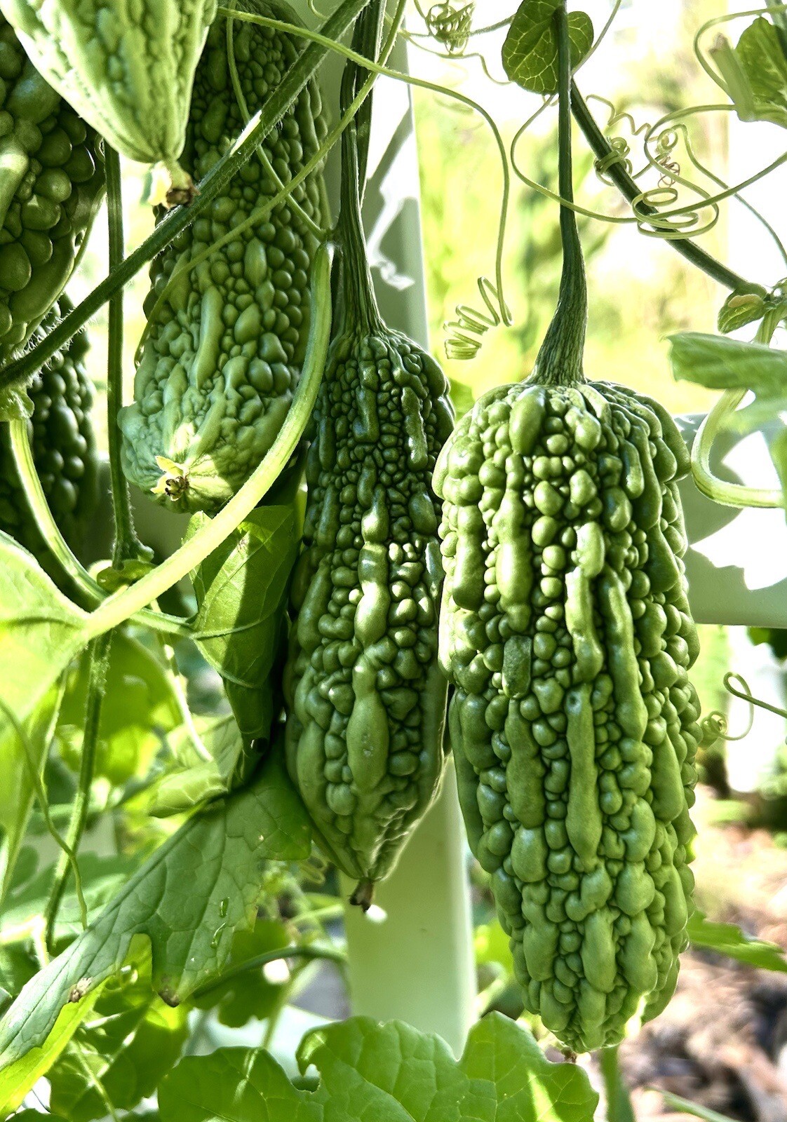 Indian Bitter Melon, Momordica Charantia, Bitter Gourd – 10 Seeds 2023 – USA