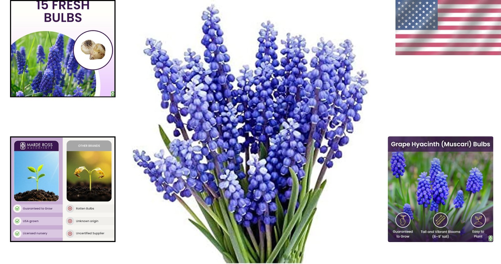 Vibrant Grape Hyacinth Bulbs – Set of 15 for Spring Planting