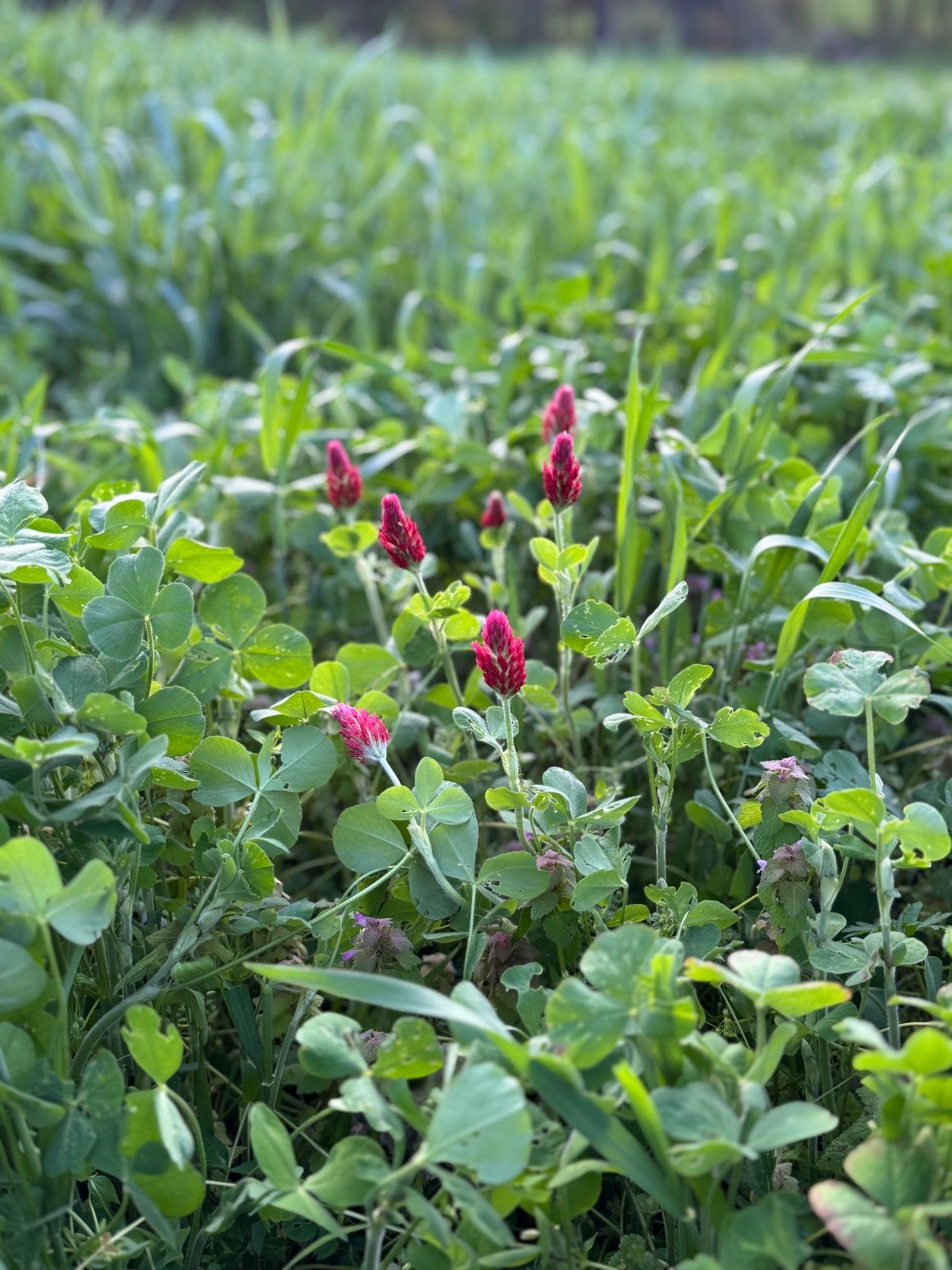 Best Garden Cover Crop Mix for Soil Health Nitrogen fixing Root Detox 4#
