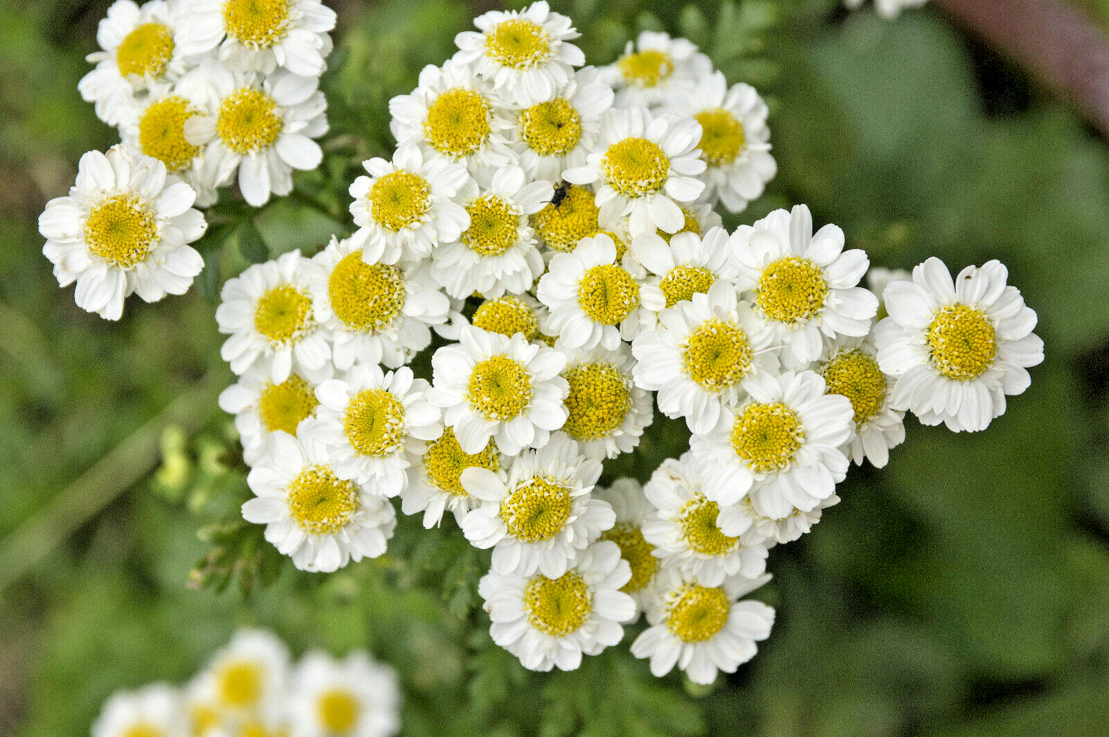 ROMAN CHAMOMILE 100 SEEDS, HERB, SLEEP, CALMING, HEALING, CHAMAEMELUM NOBILE