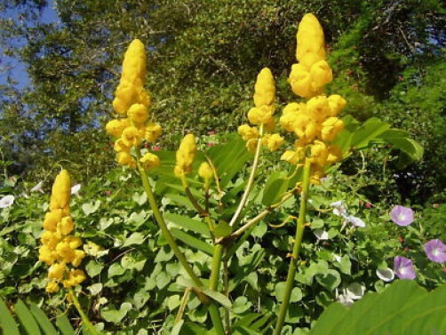 Cassia alata Empress Candle 20 seeds