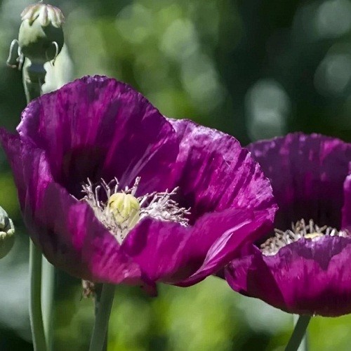 1,500 – 5,000 Stratified Lauren Springer’s Grape Papaever Somniferum Poppy Seeds