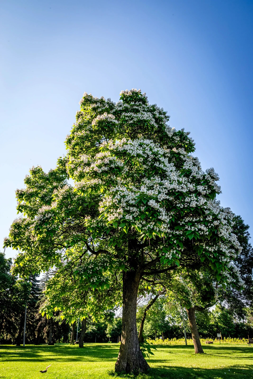 Catalpa Tree (multiple sizes with free Orange tree)