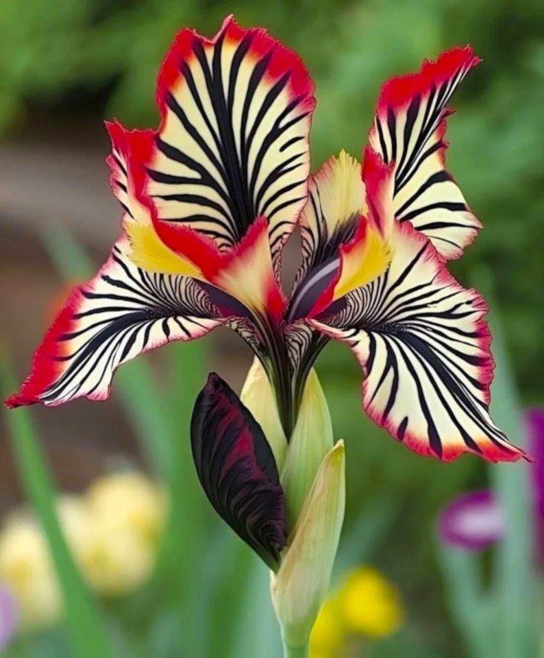 50 Iris Seeds Tricolor Flower Plant (much less money than bulbs)