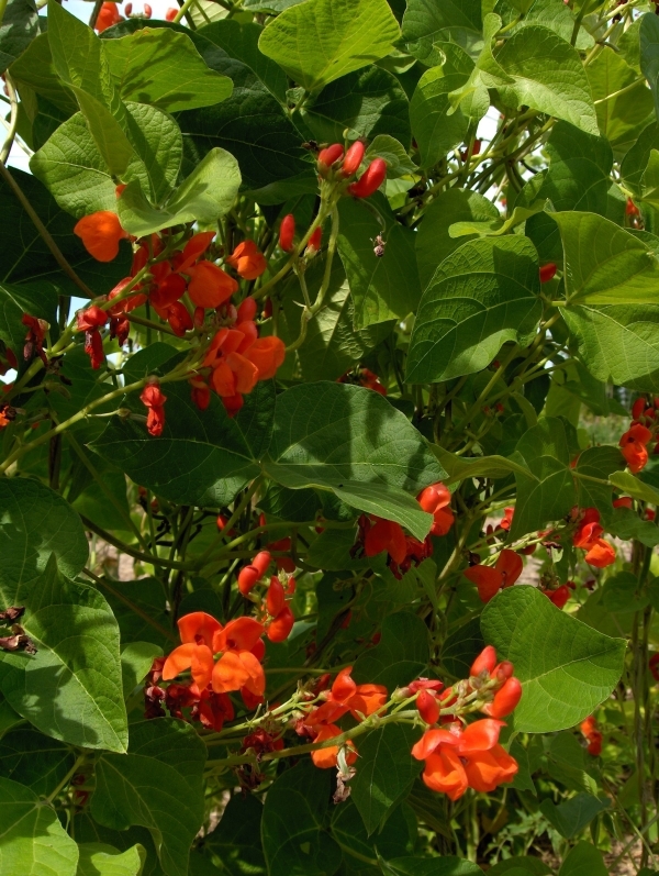 Runner Bean Seed: Scarlet Runner Bean Seeds Fresh Seed FREE SHIPPING!!!!!