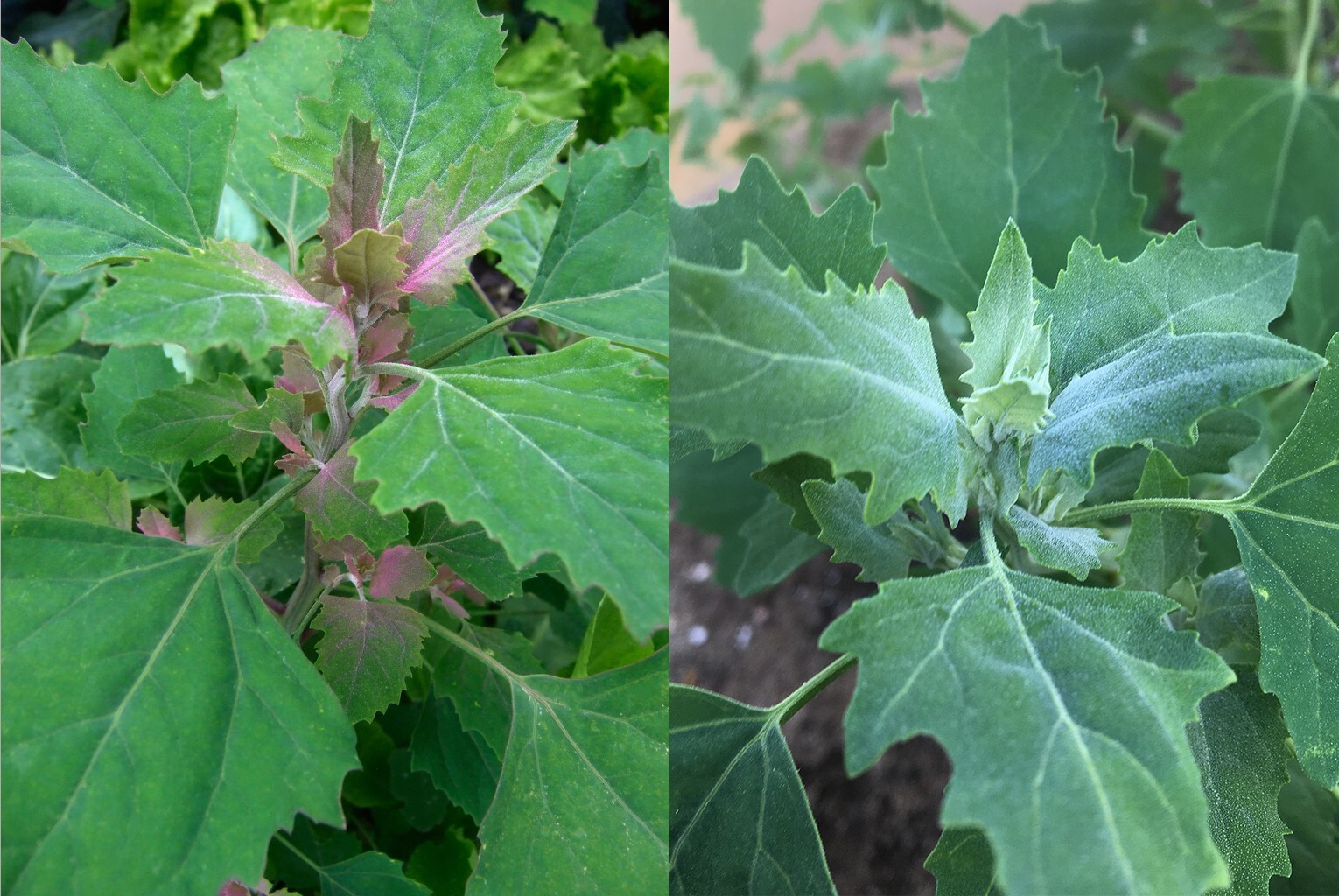 Lambs Quarters – TWO VARIETIES 400+ SEEDS – 2023 Harvest – Chenopodium Album
