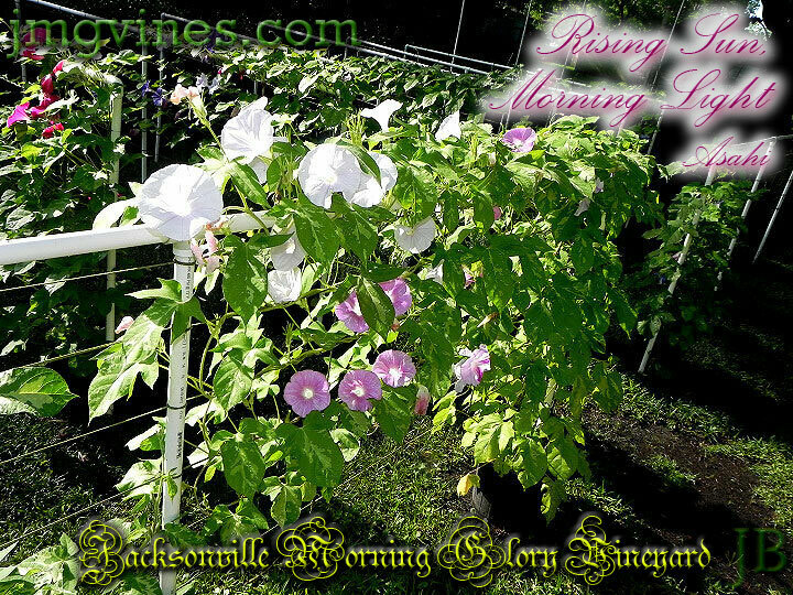 Rising Sun, Morning Light / Asahi Japanese Morning Glory 6 Seeds