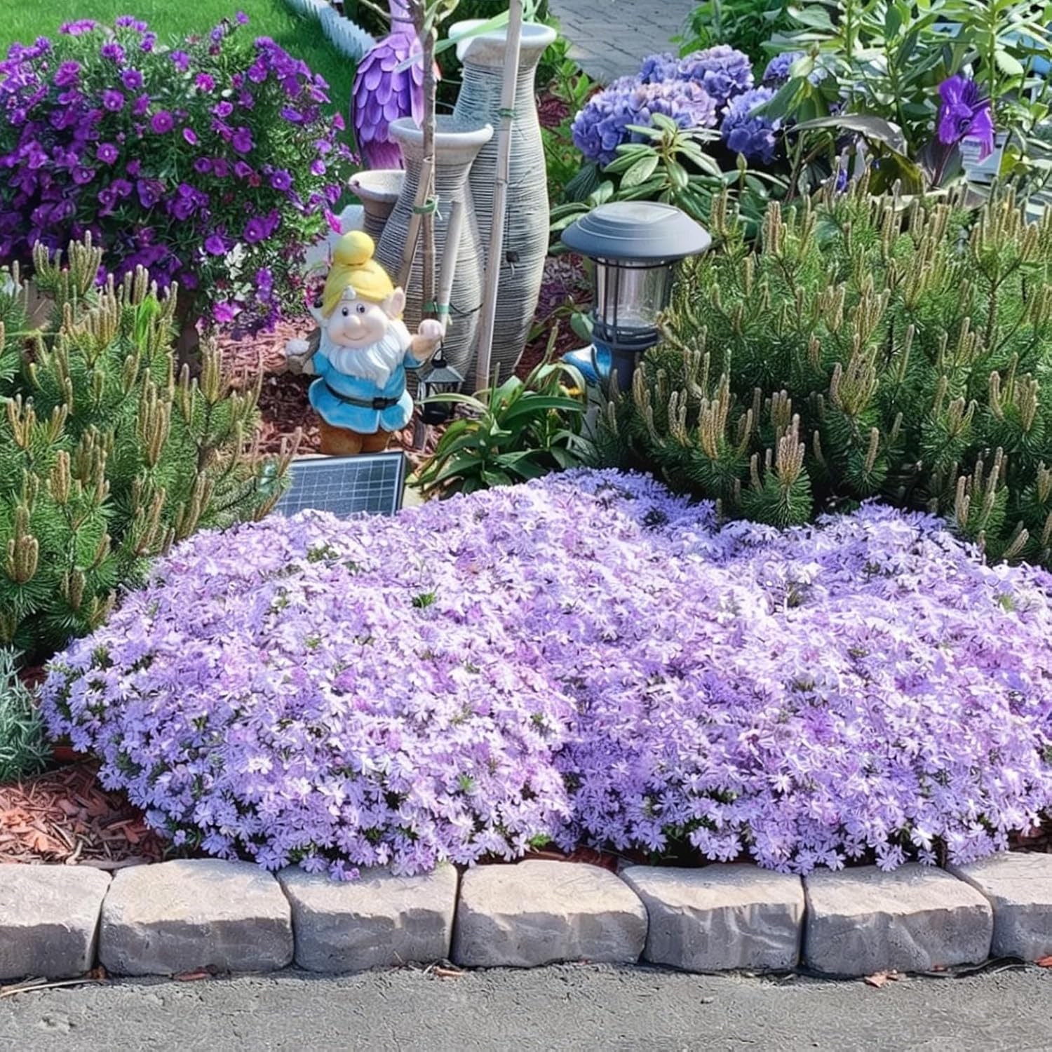 Creeping Phlox Seeds for Planting, 1000+pcs Rare Perennial Creeping Purple Ph…