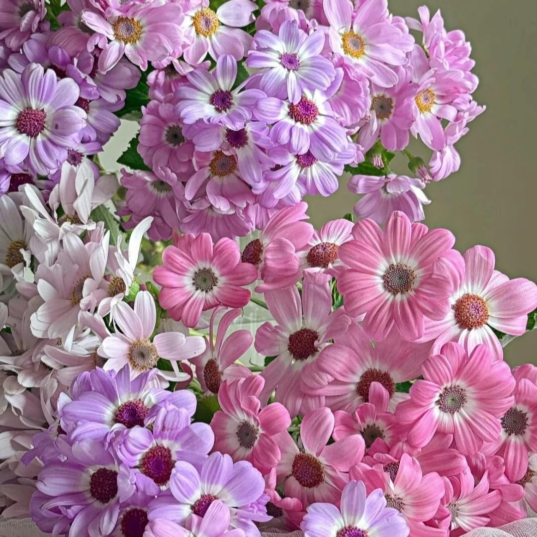 1000 Pieces Cineraria Flower Seeds,Winter to Spring Blooming, 10-20 Days Germ…