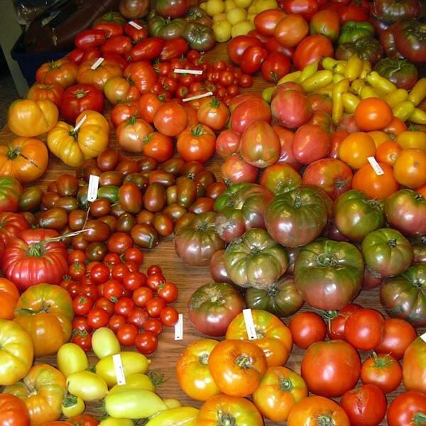 Mixed Heirloom Tomato Seeds with Cherry/Salad