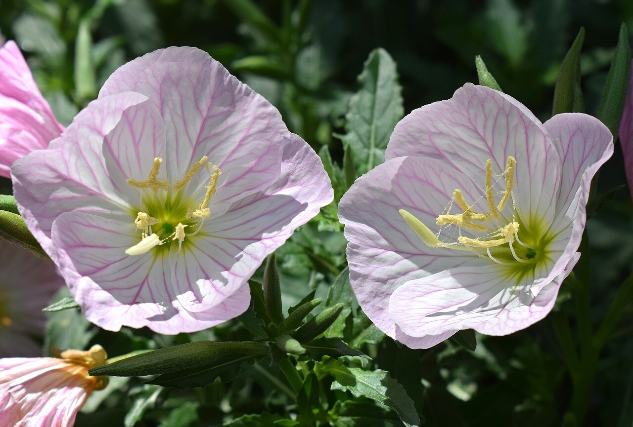 Pink Showy Evening Primrose Seeds 1500+ | A Perennial Medicinal Herb Flower