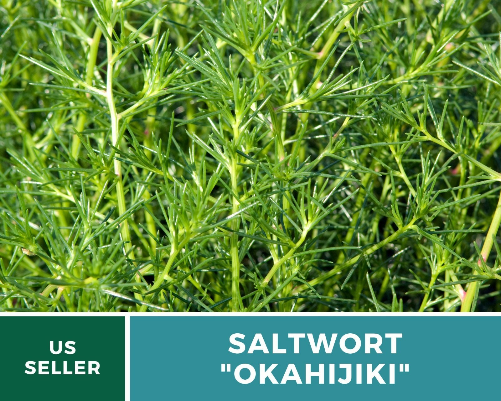 Saltwort – Salsola – 50 Seeds – Culinary/Medicinal Herb – Japanese Land Seaweed