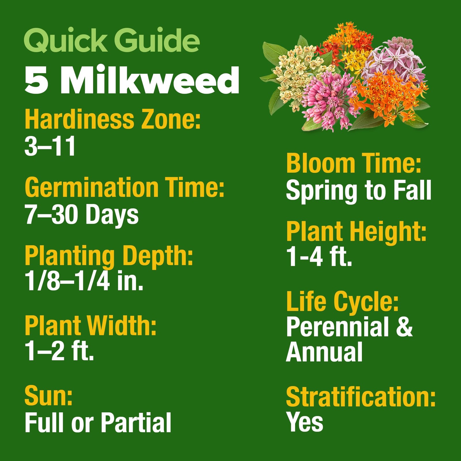 Milkweed Flower Seeds – 500+ Heirloom Perennial Wildflower Seeds (5 Individua…