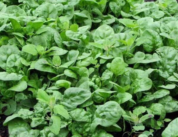 Bloomsdale Long Standing Spinach Seeds, NON-GMO, Variety Sizes, FREE SHIPPING