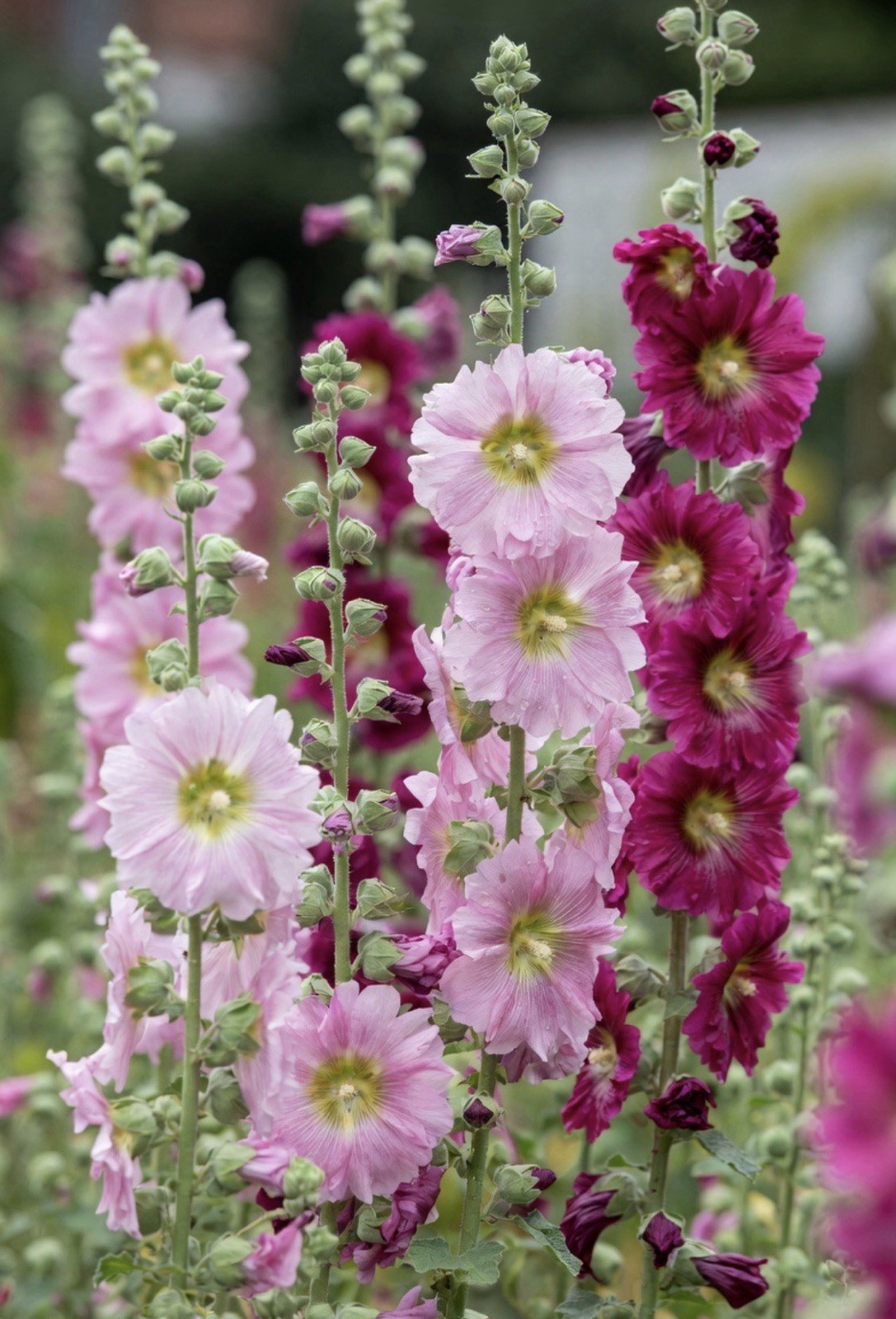 200 Hand Picked, Fresh Hollyhock Seeds. Variety Of Pink Hues