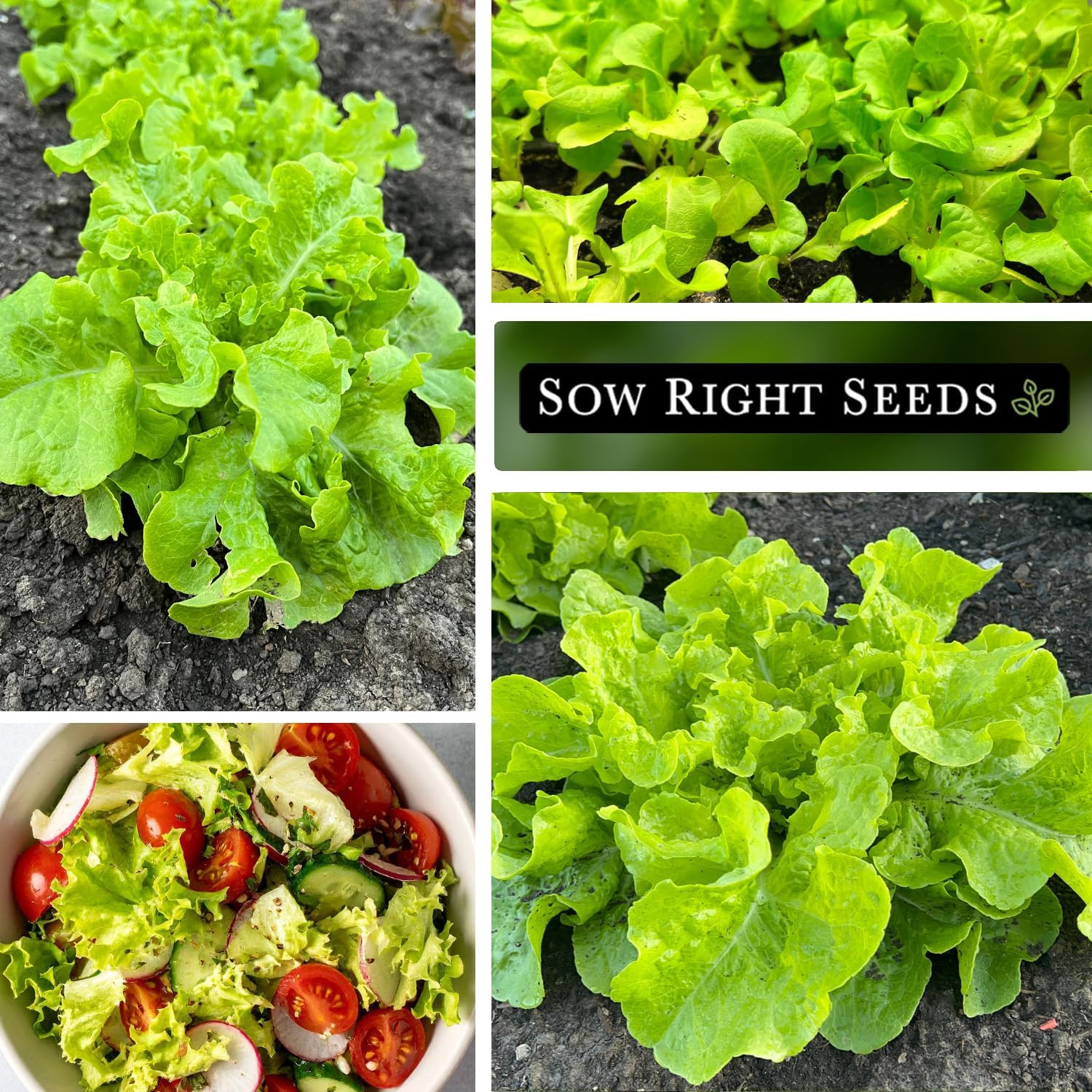 – Green Salad Bowl Lettuce Seeds for Planting – Ideal Spring or Fall Lettuce – G
