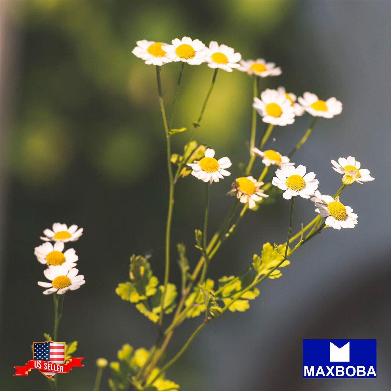 Feverfew Seeds Tanacetum parthenium Non-GMO Garden Herb Fresh