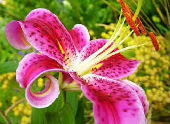 3 STAR GAZER Oriental Lily Bulbs Spring Planting ~Fragrant Summer Blooms~ Hardy