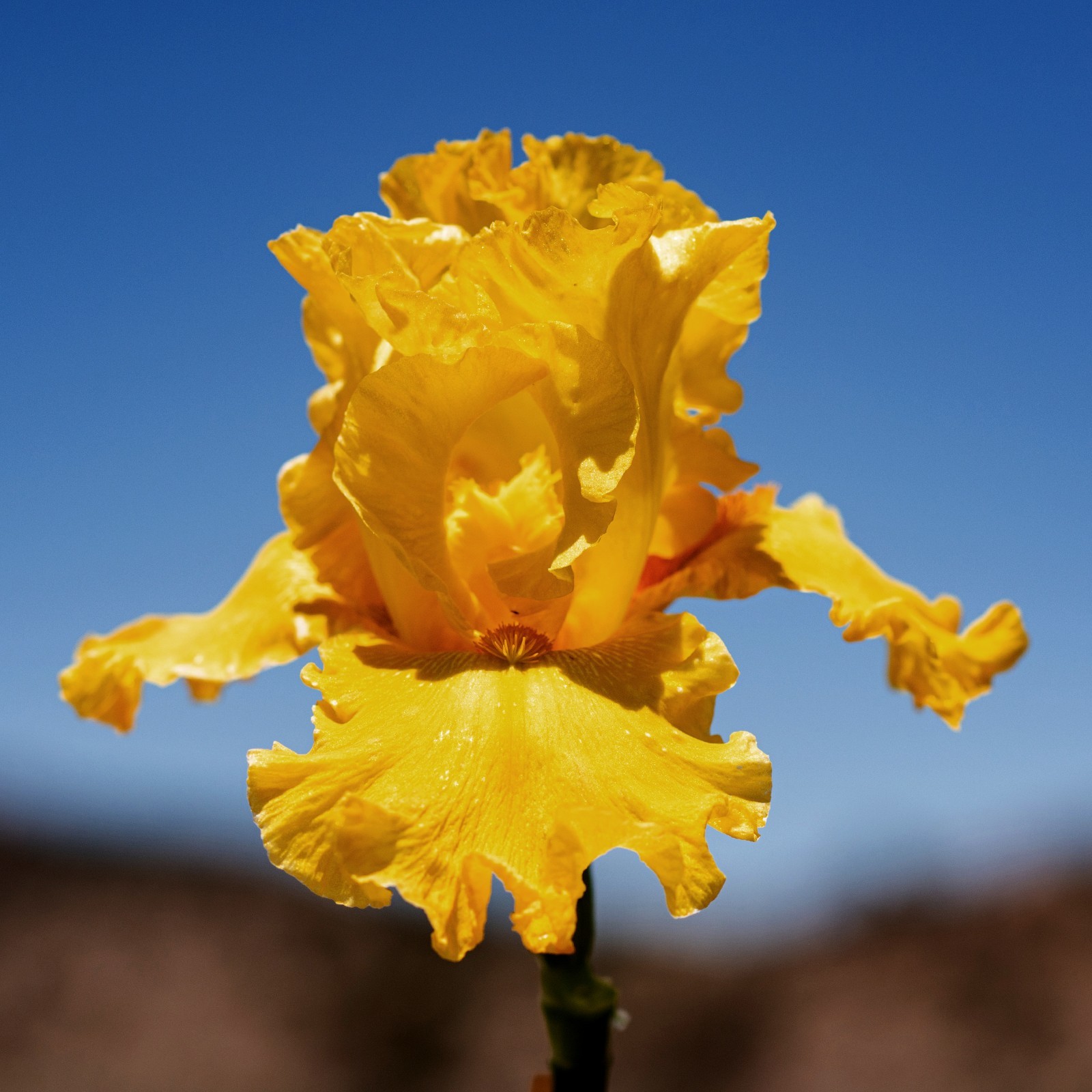 **Best & Brightest** Tall Bearded Iris. Pre-Order, Combined Shipping: Jul – Sep