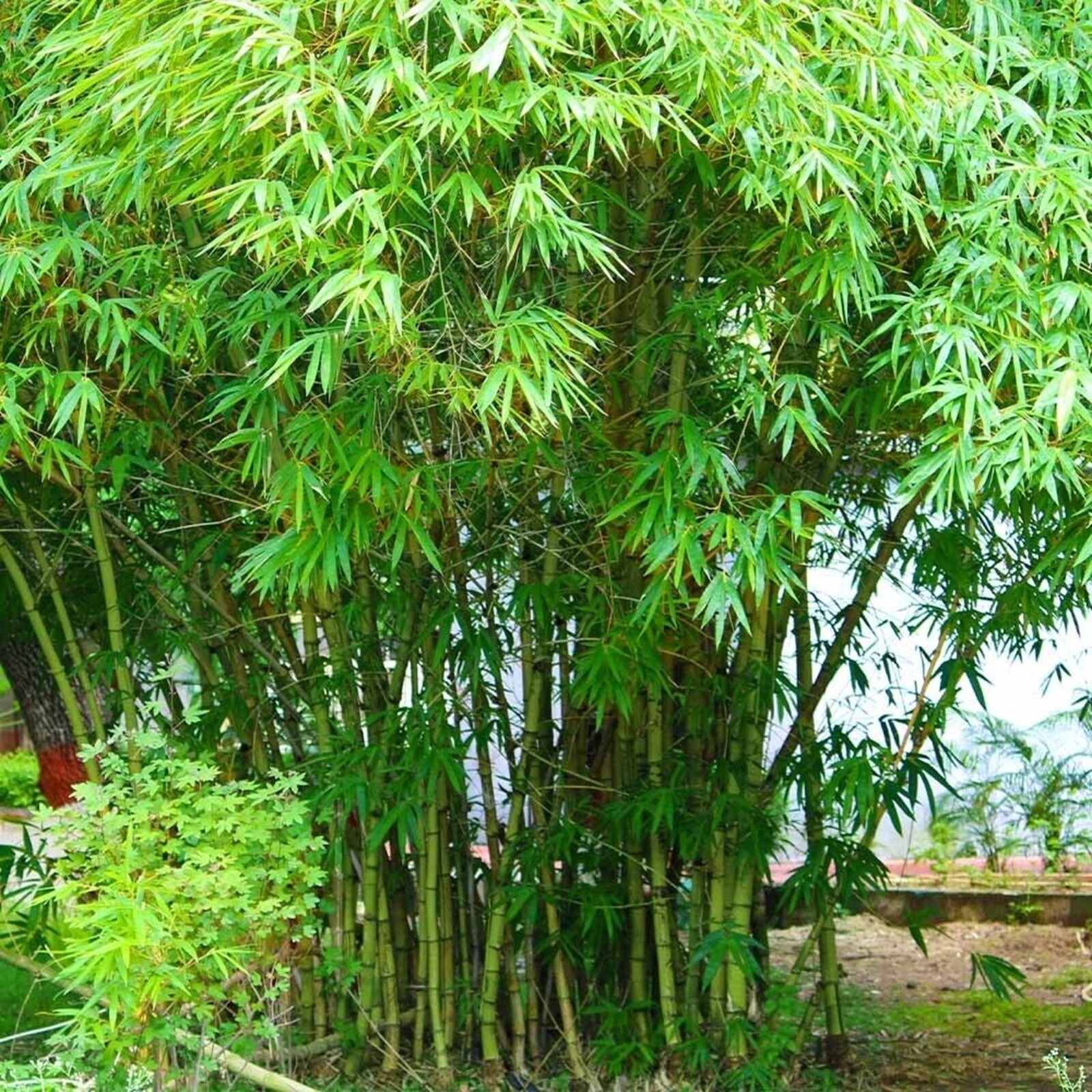 100 Graceful Bamboo Seeds Perennial Ornamental Seed Privacy US SELLER